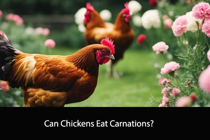 Can Chickens Eat Carnations?