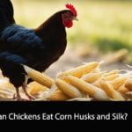Can Chickens Eat Corn Husks and Silk