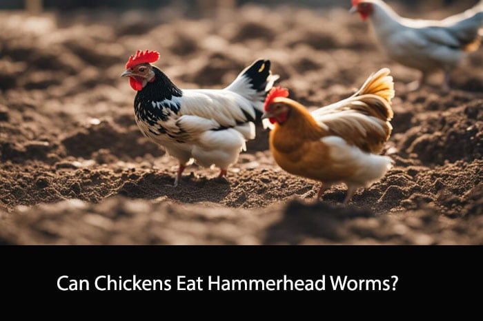 Can Chickens Eat Hammerhead Worms?