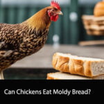 Can Chickens Eat Moldy Bread