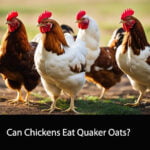Can Chickens Eat Quaker Oats