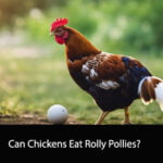 Can Chickens Eat Rolly Pollies