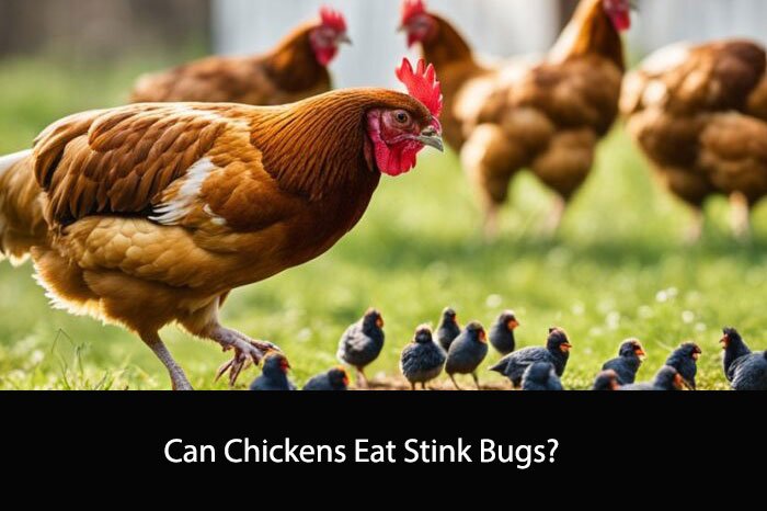 Can Chickens Eat Stink Bugs?