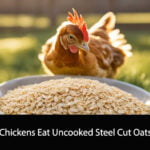 Can Chickens Eat Uncooked Steel Cut Oats
