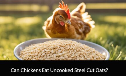 Can Chickens Eat Uncooked Steel Cut Oats?