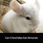 Can Chinchillas Eat Almonds