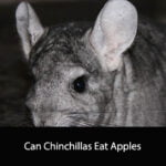 Can Chinchillas Eat Apples