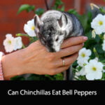 Can Chinchillas Eat Bell Peppers