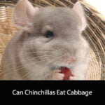 Can Chinchillas Eat Cabbage