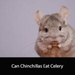 Can Chinchillas Eat Celery