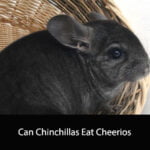 Can Chinchillas Eat Cheerios