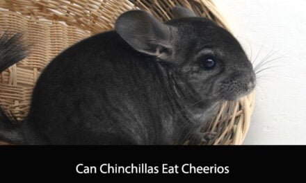 Can Chinchillas Eat Cheerios