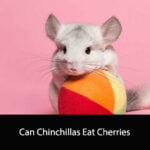 Can Chinchillas Eat Cherries
