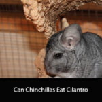 Can Chinchillas Eat Cilantro