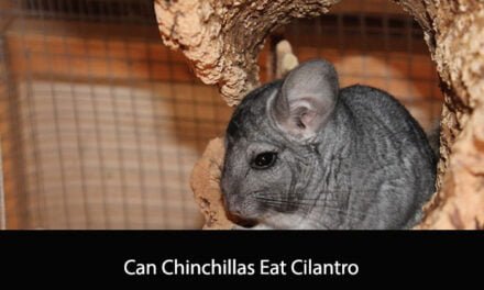 Can Chinchillas Eat Cilantro
