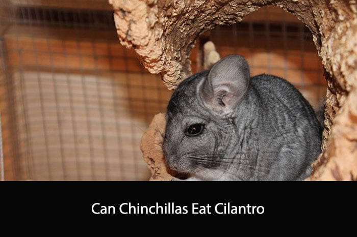 Can Chinchillas Eat Cilantro