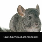 Can Chinchillas Eat Cranberries