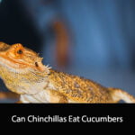 Can Chinchillas Eat Cucumbers
