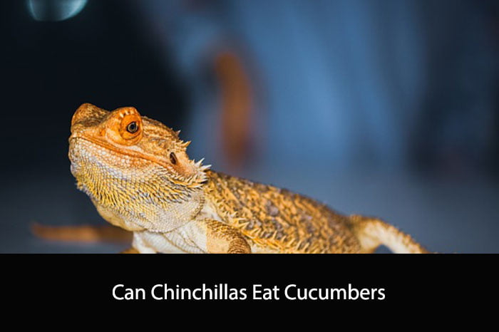 Can Chinchillas Eat Cucumbers