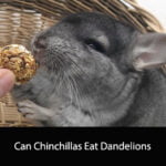 Can Chinchillas Eat Dandelions