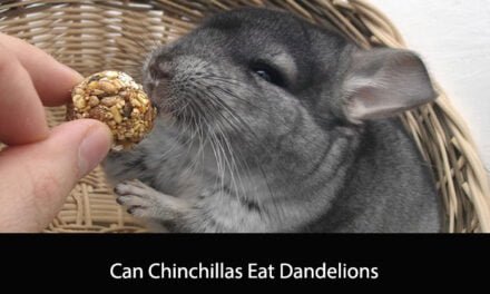 Can Chinchillas Eat Dandelions
