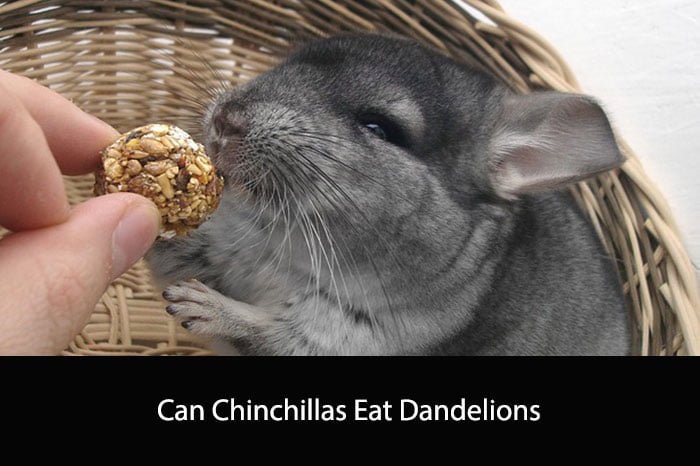 Can Chinchillas Eat Dandelions