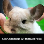 Can Chinchillas Eat Hamster Food