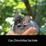 Can Chinchillas Eat Kale