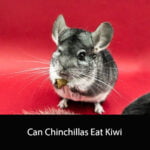 Can Chinchillas Eat Kiwi