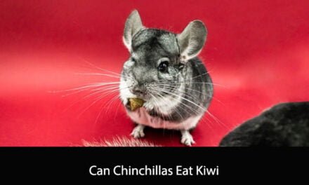 Can Chinchillas Eat Kiwi