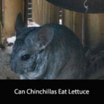 Can Chinchillas Eat Lettuce