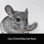 Can Chinchillas Eat Nuts
