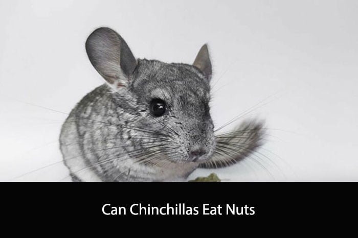 Can Chinchillas Eat Nuts