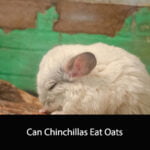 Can Chinchillas Eat Oats