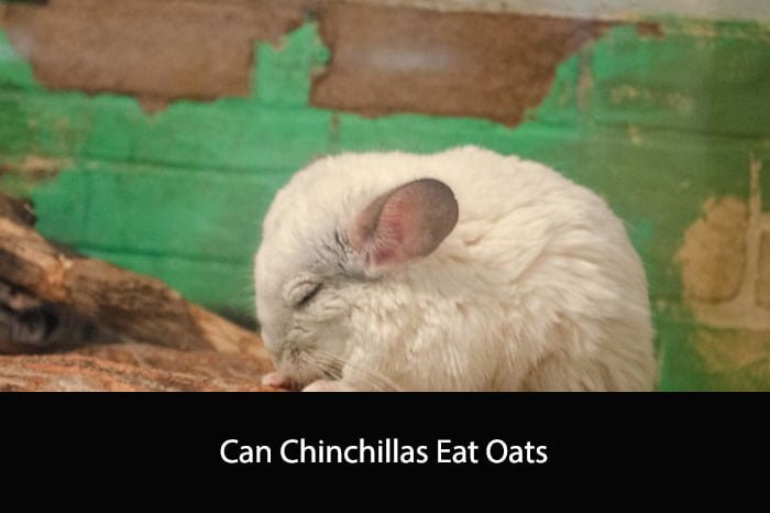 Can Chinchillas Eat Oats