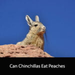 Can Chinchillas Eat Peaches