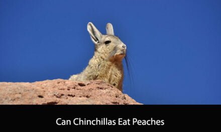 Can Chinchillas Eat Peaches