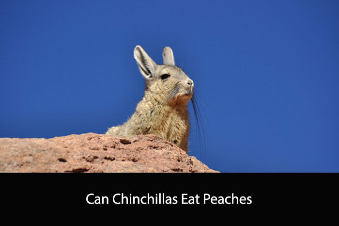 Can Chinchillas Eat Peaches
