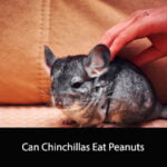 Can Chinchillas Eat Peanuts