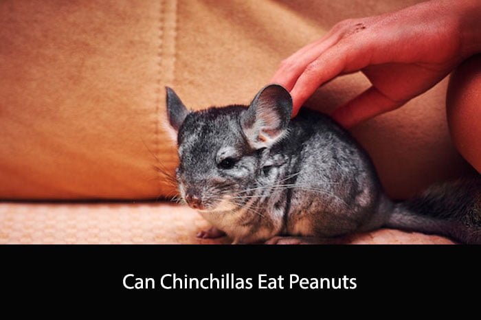 Can Chinchillas Eat Peanuts
