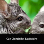 Can Chinchillas Eat Raisins