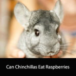 Can Chinchillas Eat Raspberries