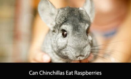 Can Chinchillas Eat Raspberries