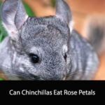 Can Chinchillas Eat Rose Petals