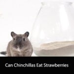 Can Chinchillas Eat Strawberries