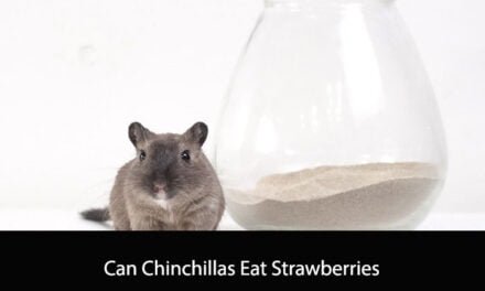 Can Chinchillas Eat Strawberries