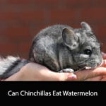 Can Chinchillas Eat Watermelon
