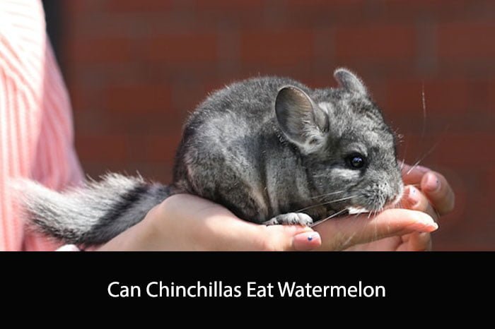 Can Chinchillas Eat Watermelon