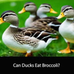 Can Ducks Eat Broccoli