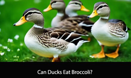 Can Ducks Eat Broccoli?